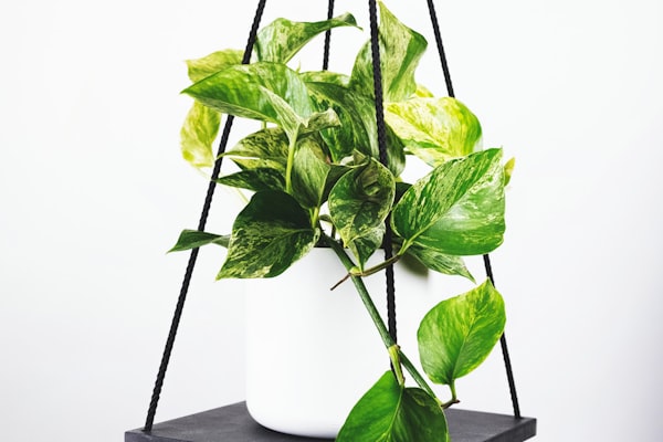 欧冠深度分析报道 - 曼城更衣室庆祝晋级决赛